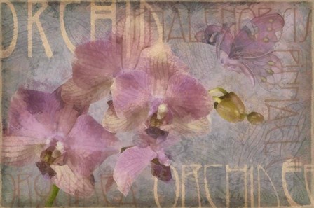 Orchid I by Cora Niele art print