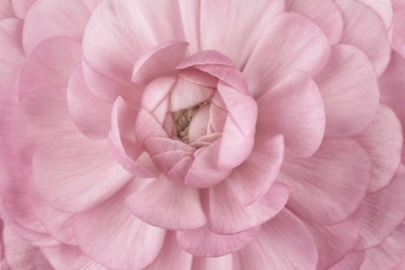 Pink Flower Petals by Cora Niele art print