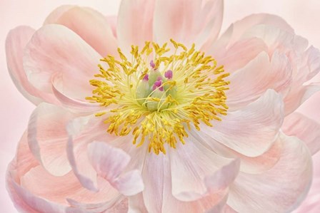 Salmon Pink Peony by Cora Niele art print