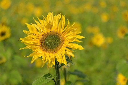 Sunflower by Cora Niele art print