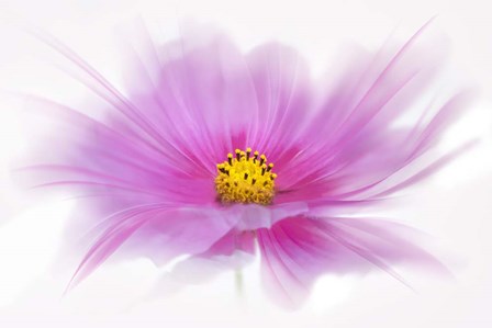 Dancing Flower Deep Pink Cosmos by Cora Niele art print