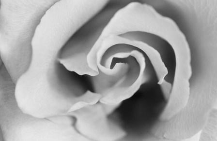 Gentle Rose by Susan Michal art print