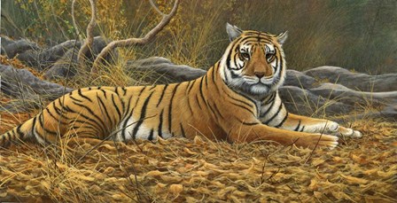 Bengal Tiger by Dr. Jeremy Paul art print