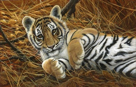 Tiger Cub by Dr. Jeremy Paul art print