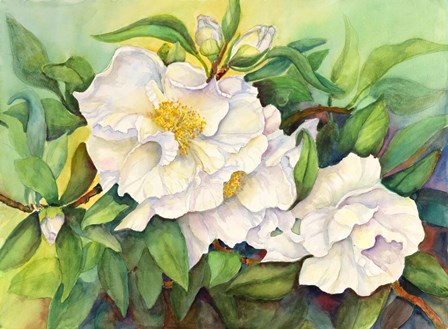 Camellias by Joanne Porter art print