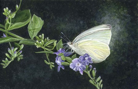 Great Southern White by John Morrow art print