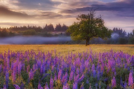 Lupine Sunrise by Darren White Photography art print