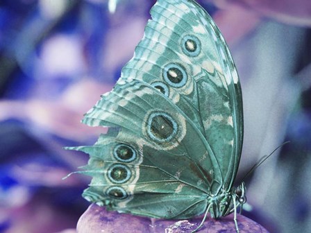 Butterfly 2 by Stephanie Analah art print