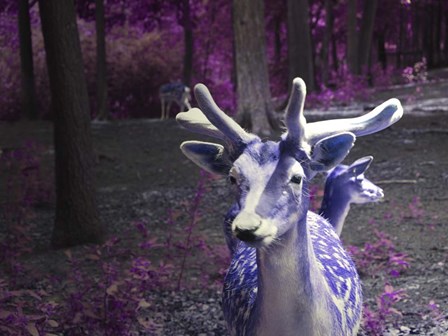 Purple Deer by Stephanie Analah art print