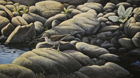 Along The Creek - Spotted Sandpiper by Wilhelm J. Goebel art print
