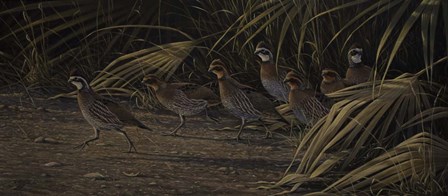 Breaking Cover - Bobwhites by Wilhelm J. Goebel art print