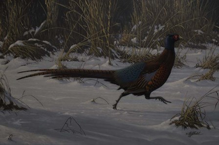 Strauch Pheasant by Wilhelm J. Goebel art print