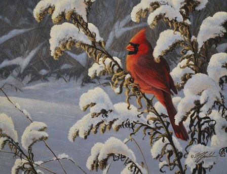 Winter Cardinal by Wilhelm J. Goebel art print