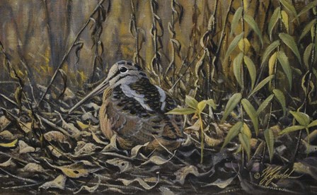 Woodcock by Wilhelm J. Goebel art print