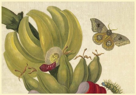 Maria Sibylla Merian 1 by Vintage Lavoie art print