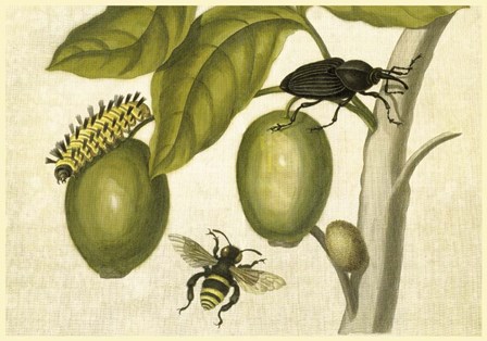 Maria Sibylla Merian 2 by Vintage Lavoie art print