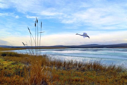 Wild Nature 2 by Ata Alishahi art print