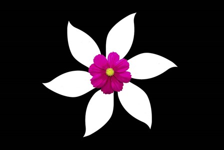 Pink by Ata Alishahi art print