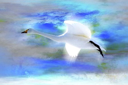 White Swan Fly by Ata Alishahi art print