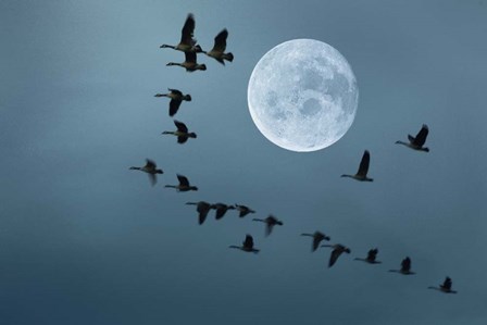 Fly away by Ata Alishahi art print