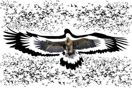 The Black Birds 1 by Ata Alishahi art print