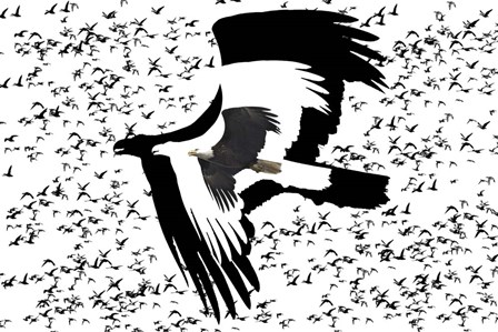 The Black Birds 2 by Ata Alishahi art print