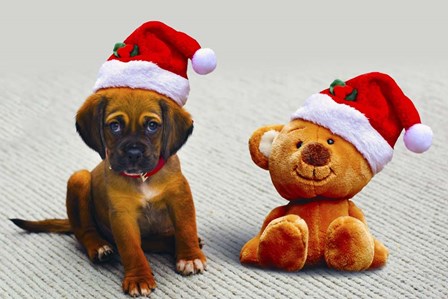 Puppy and Teddy by Ata Alishahi art print