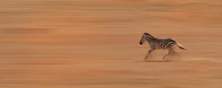 Zebra Running by Susan Michal art print