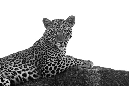 Leopard in Black and White by Susan Michal art print