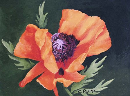 Red Poppy I by Carol J Rupp art print