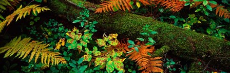 Fall Foliage in a Forest, Adirondack Mountains by Panoramic Images art print
