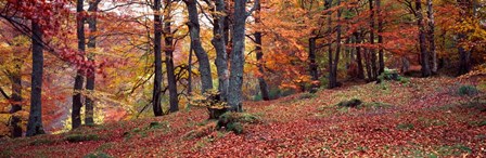Beech Trees in Autumn, Aberfeldy, Scotland by Panoramic Images art print