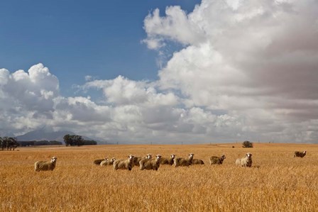 Flock of Sheep Grazing in a Farm, South Africa by Panoramic Images art print