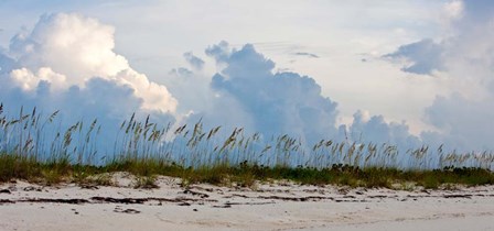 Reed Grass on Beach, Great Exuma Island, Bahamas by Panoramic Images art print