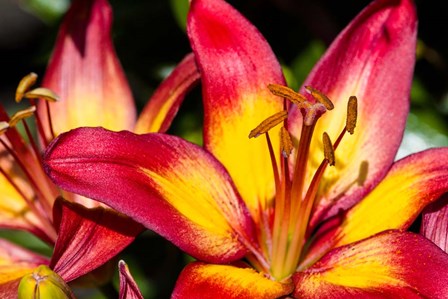 Tiger lily flowers by Panoramic Images art print