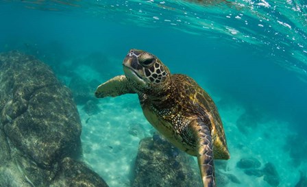 Green Sea Turtle Swimming in the Pacific Ocean, Hawaii by Panoramic Images art print