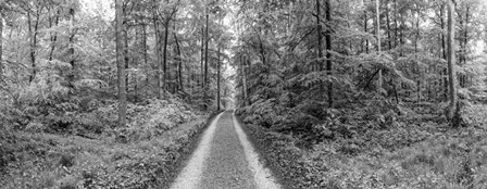 Dirt Road Passing through a Forest, Baden-Wurttemberg, Germany by Panoramic Images art print