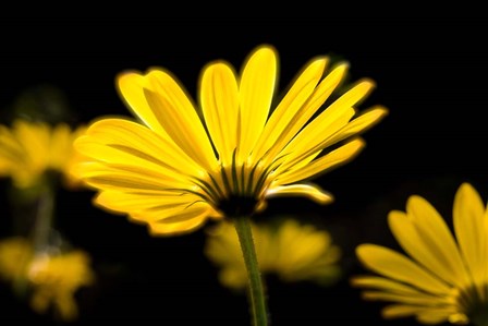 Close-Up of Voltage Yellow African Daisy Flowers, Florida by Panoramic Images art print