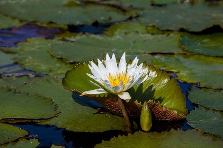 Water Lily in a Pond, Florida by Panoramic Images art print