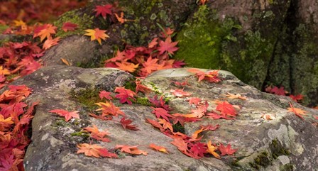 Fallen Autumnal Leaves on Rock by Panoramic Images art print