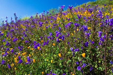 Wildflowers Growing in a Field, Diamond Valley Lake, California by Panoramic Images art print