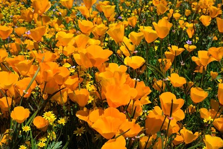 Close-Up of Poppies in a field, Diamond Valley Lake, California by Panoramic Images art print
