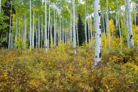 Aspen Trees in Maroon Creek Valley, Aspen, Colorado by Panoramic Images art print