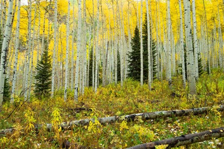 Forest, Maroon Bells, Aspen, Colorado by Panoramic Images art print