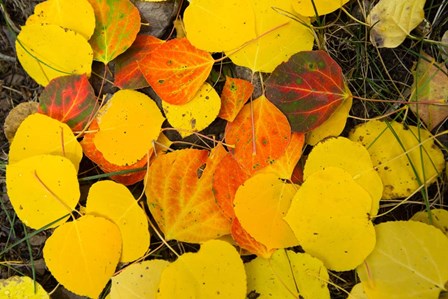 Close-Up of Fallen Leaves, Maroon Creek Valley, Aspen, Colorado by Panoramic Images art print