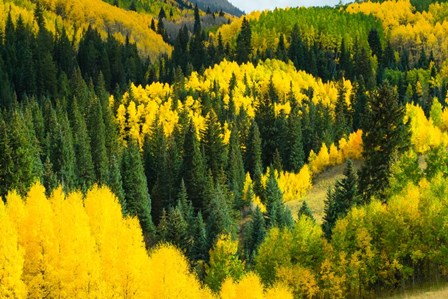 Elevated View of Aspen trees, Maroon Creek Valley, Aspen, Colorado by Panoramic Images art print