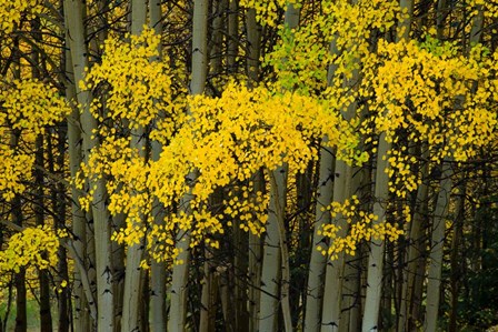 Autumn Trees in Maroon Creek Valley, Aspen, Colorado by Panoramic Images art print