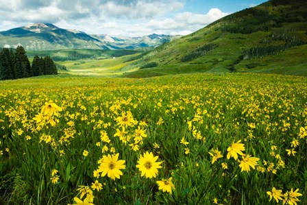 Wildflowers in a Field, Crested Butte, Colorado by Panoramic Images art print