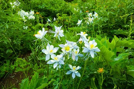 White Flowers in a field, Crested Butte, Colorado by Panoramic Images art print
