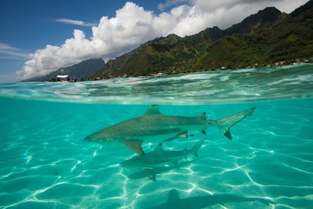 Sharks in the Pacific Ocean, Moorea, Tahiti, French Polynesia by Panoramic Images art print